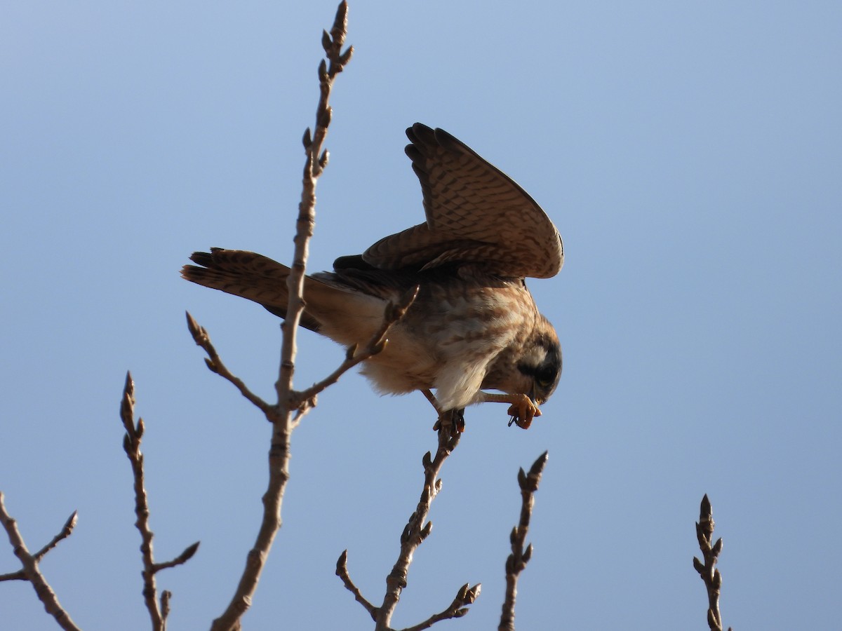 American Kestrel - ML645676023