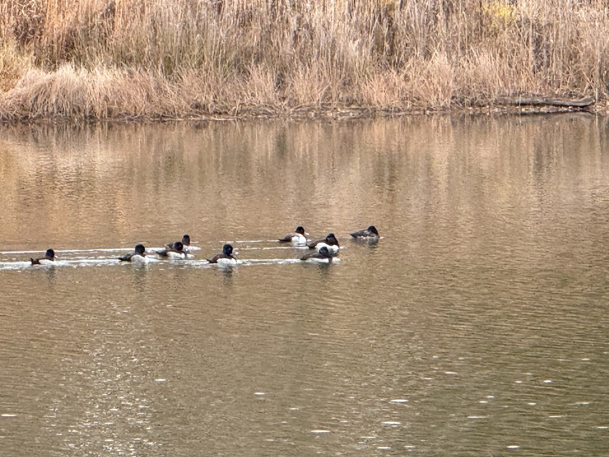 Ring-necked Duck - ML645676025