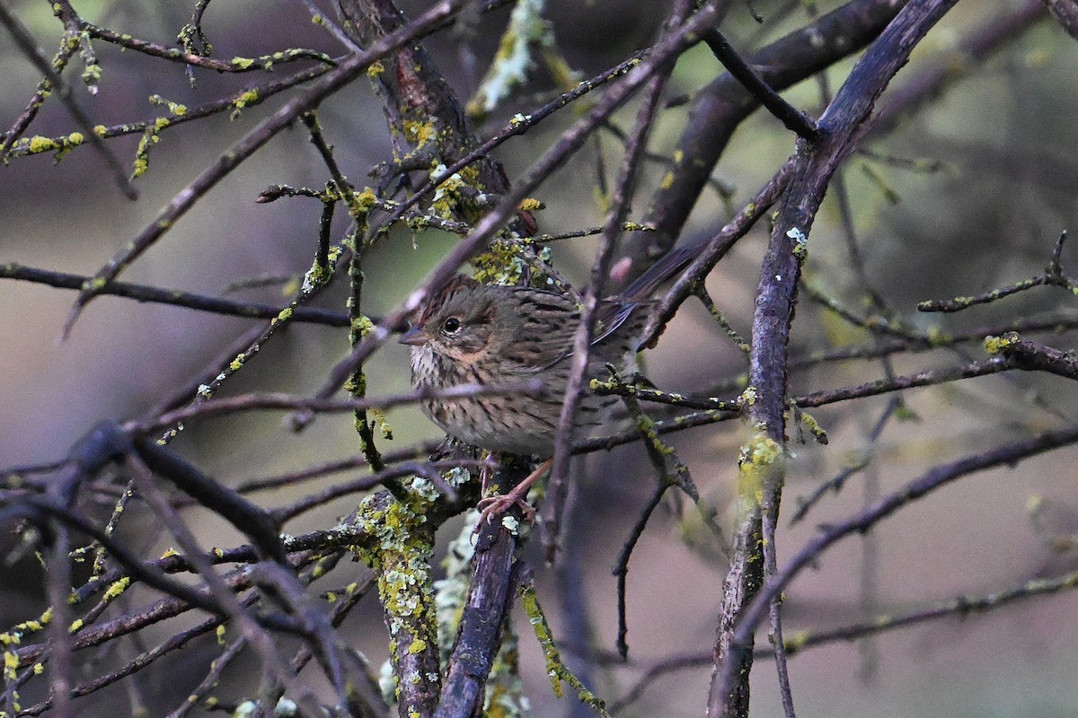 Lincoln's Sparrow - ML645676027