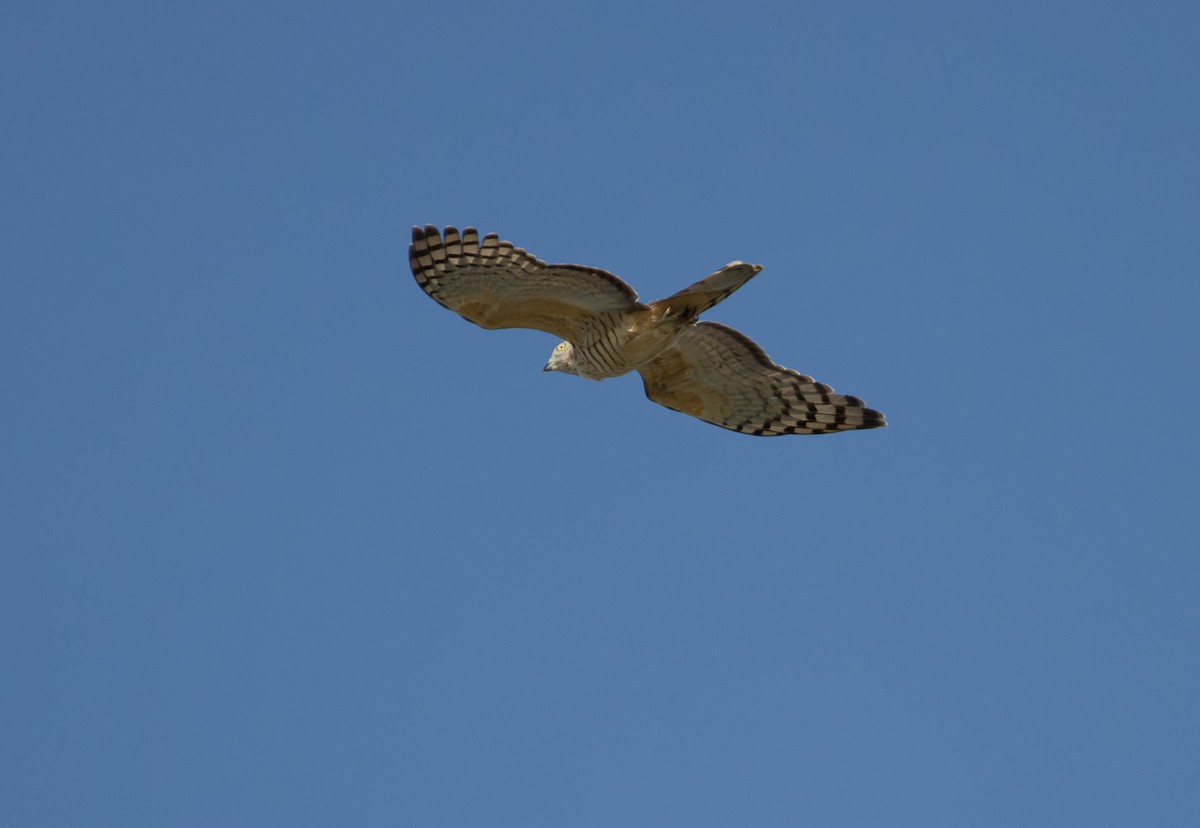 Pacific Baza - ML645676028