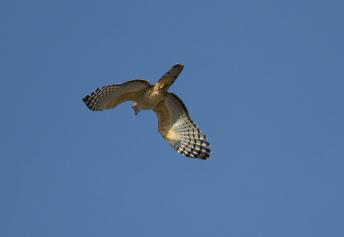 Pacific Baza - ML645676029