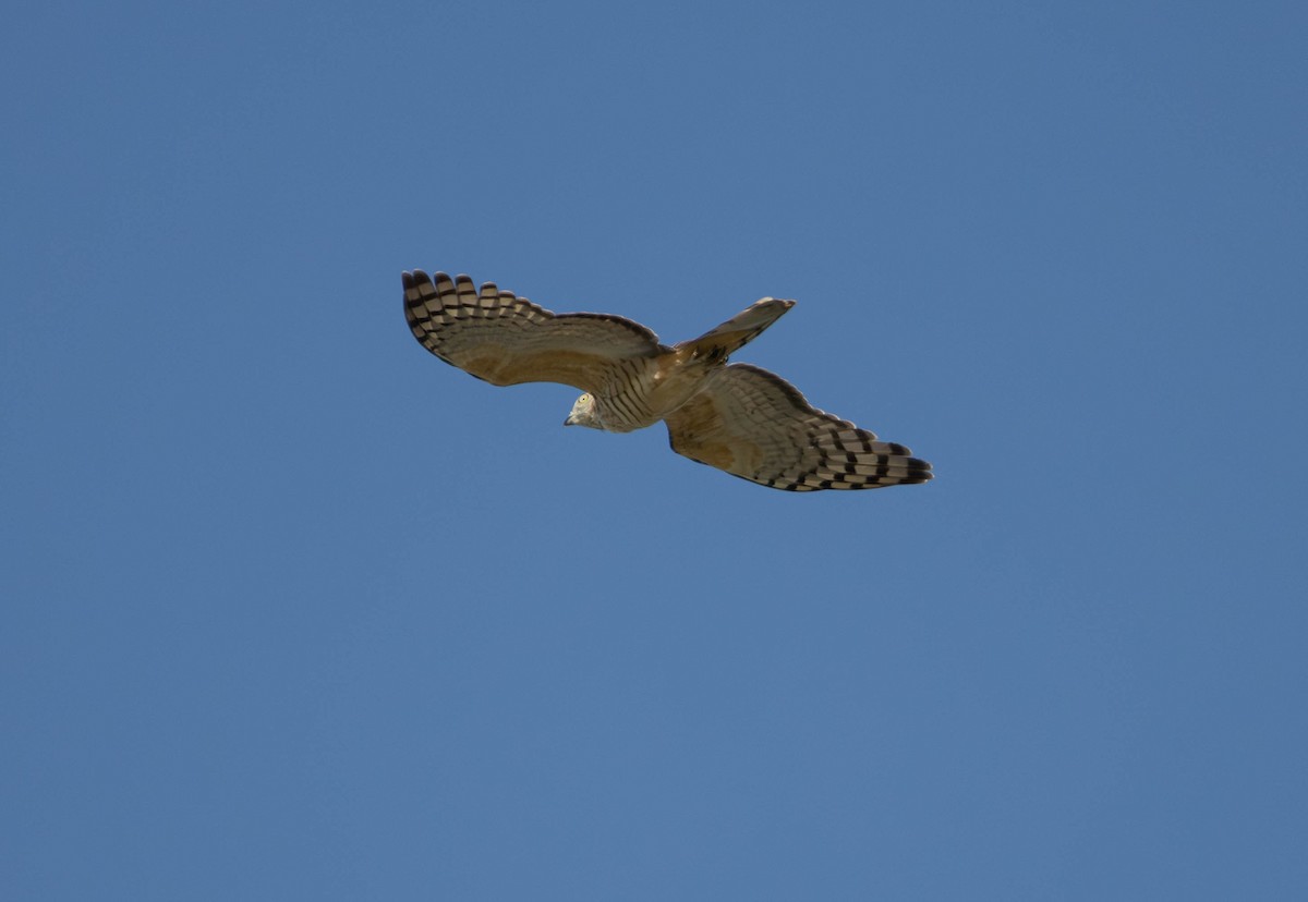 Pacific Baza - ML645676030