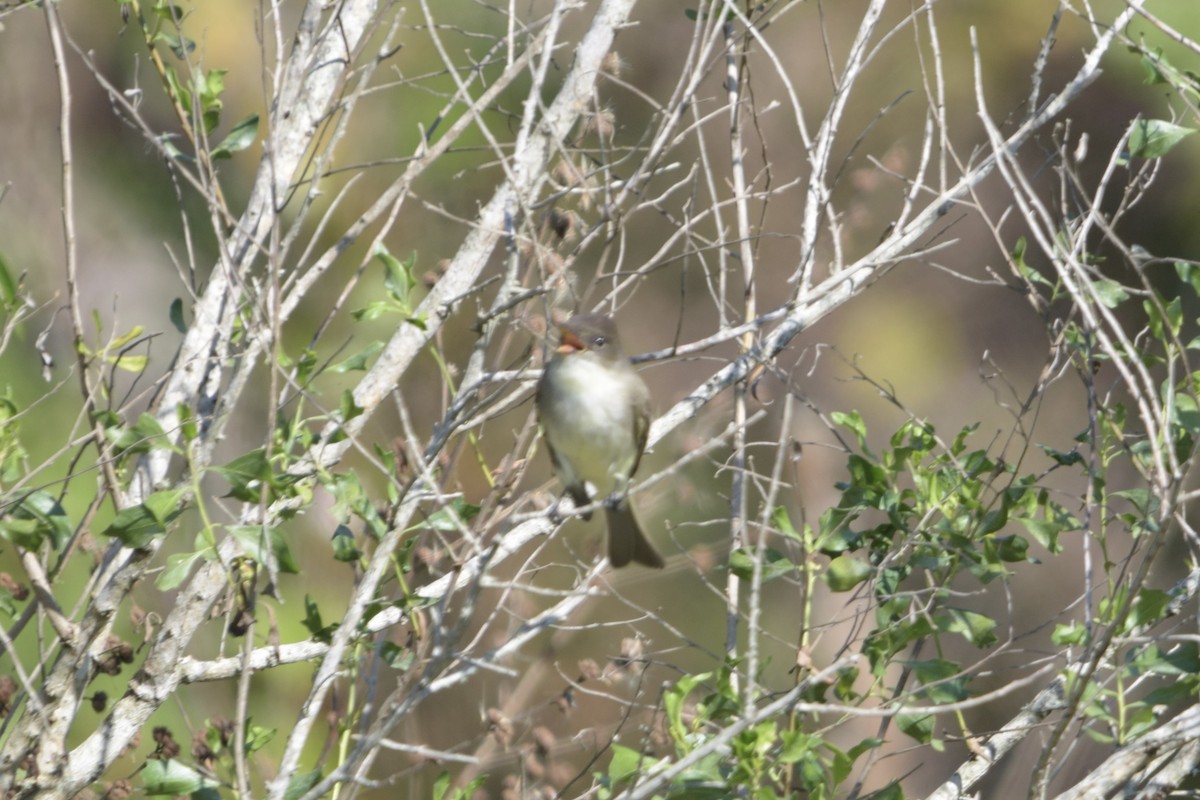 Eastern Phoebe - ML645676035