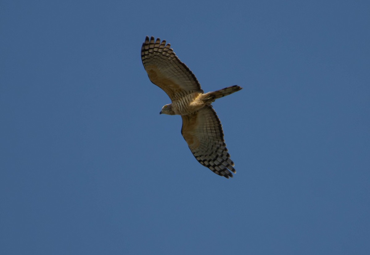 Pacific Baza - ML645676040