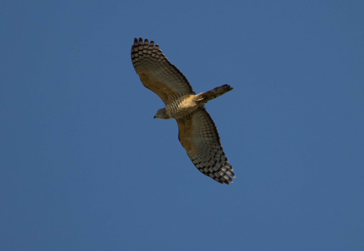 Pacific Baza - ML645676041