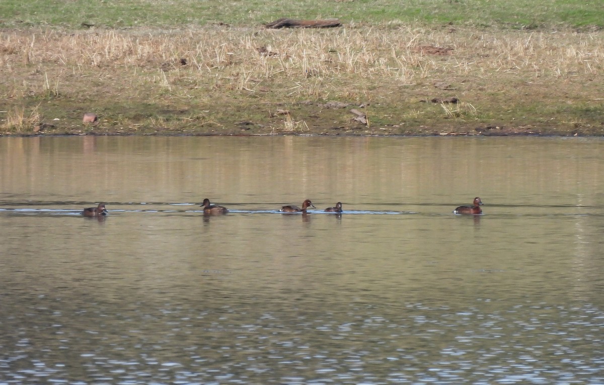 メジロガモ - ML645676044