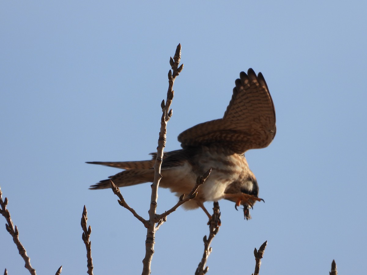 American Kestrel - ML645676049