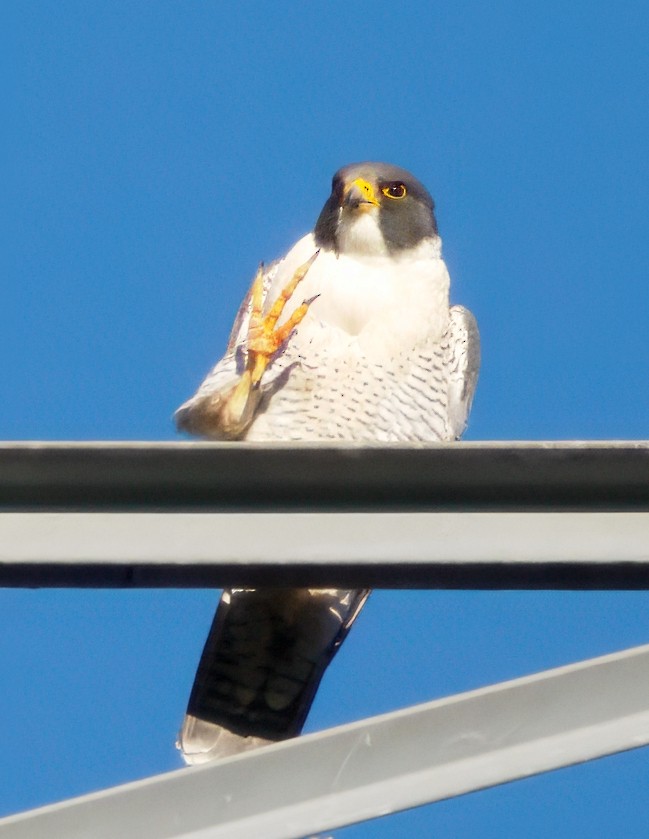 Peregrine Falcon - ML645676062