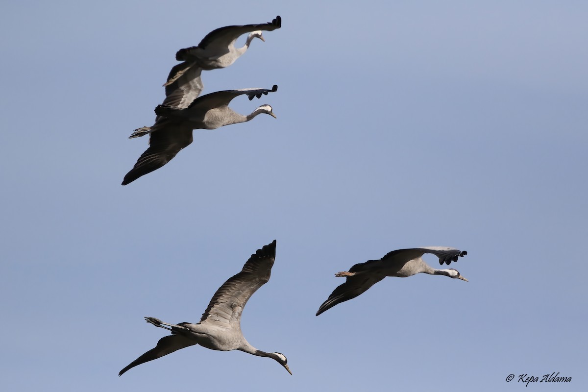 Common Crane - ML645676064