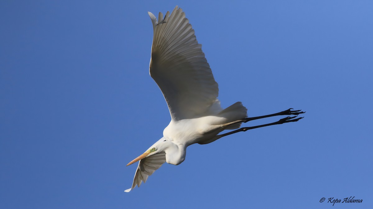 Great Egret - ML645676085