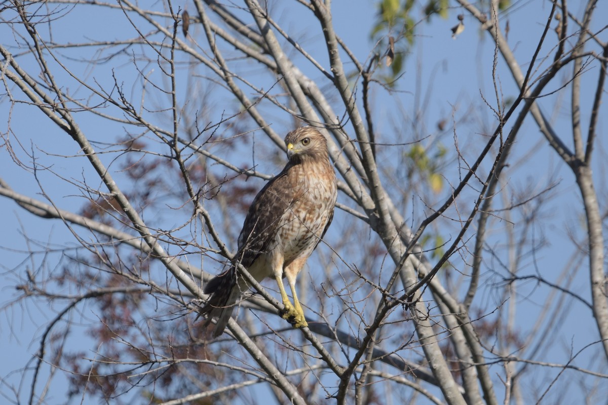 Red-shouldered Hawk - ML645676086