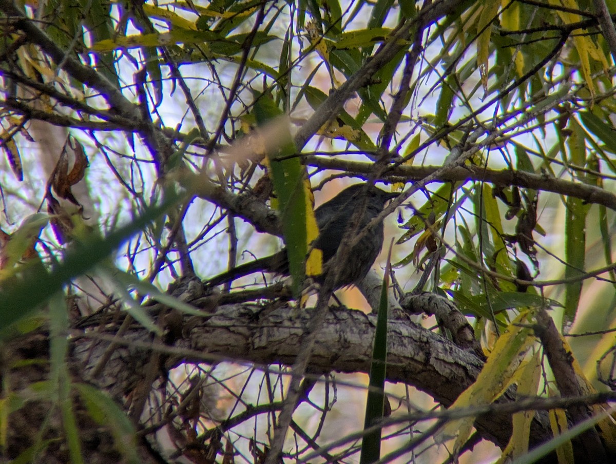 Gray Catbird - ML645676093