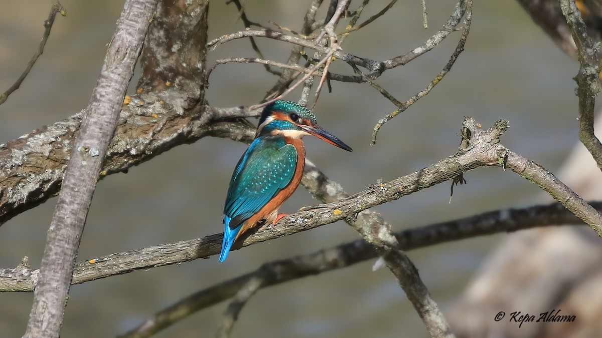 Common Kingfisher - ML645676095