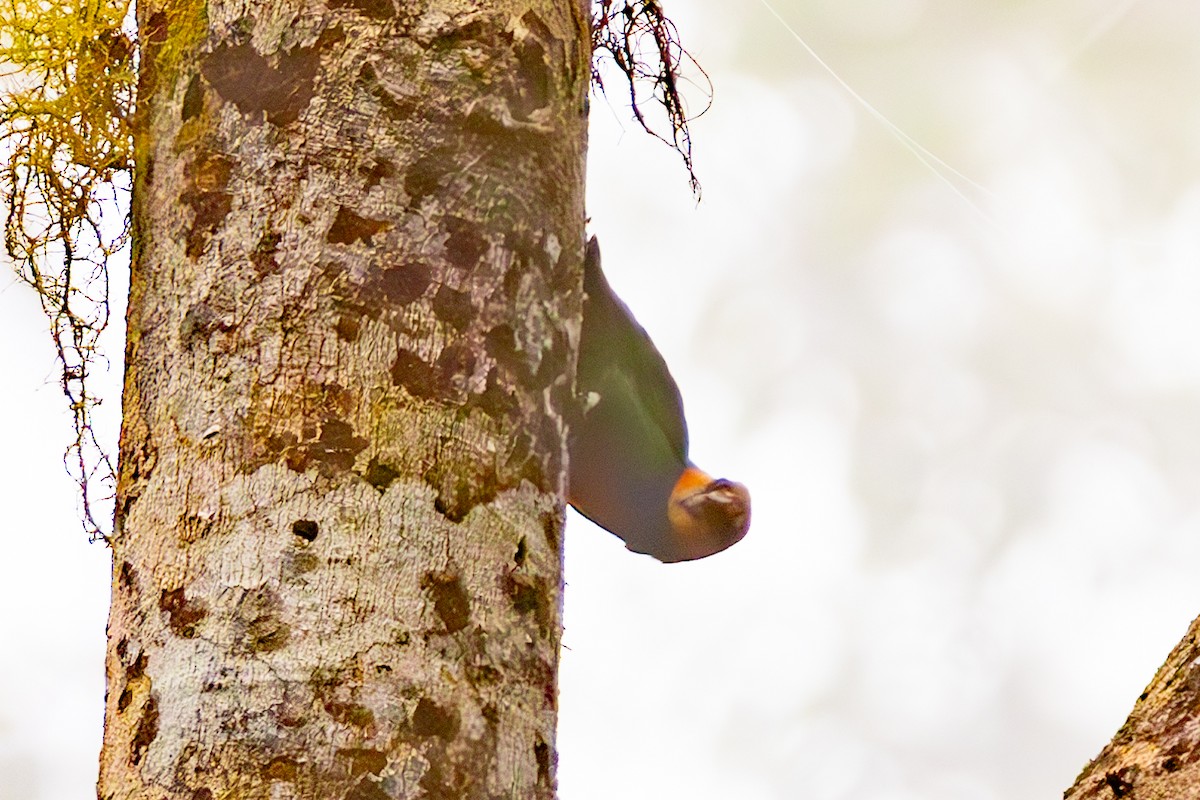Red-breasted Pygmy-Parrot - ML645676096