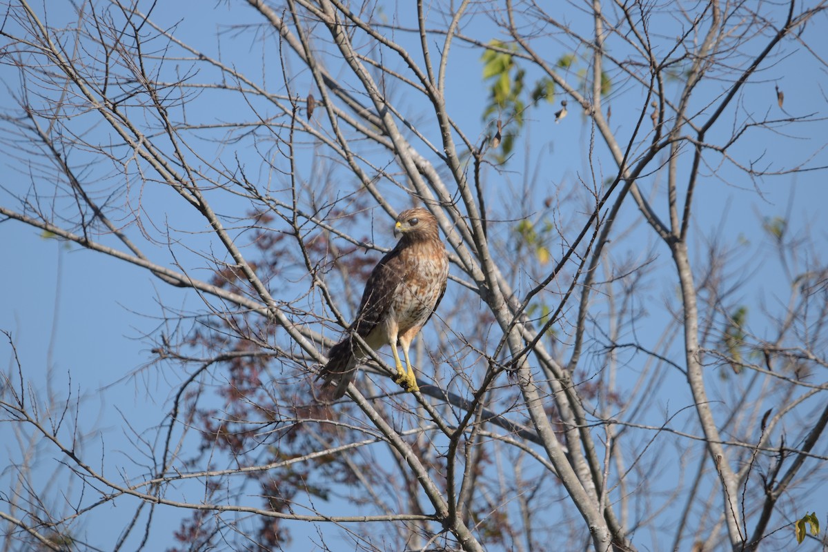 Red-shouldered Hawk - ML645676098