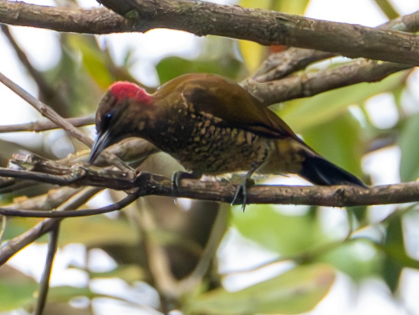 Rufous-winged Woodpecker - ML645676100