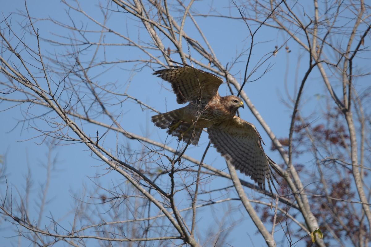 Red-shouldered Hawk - ML645676102