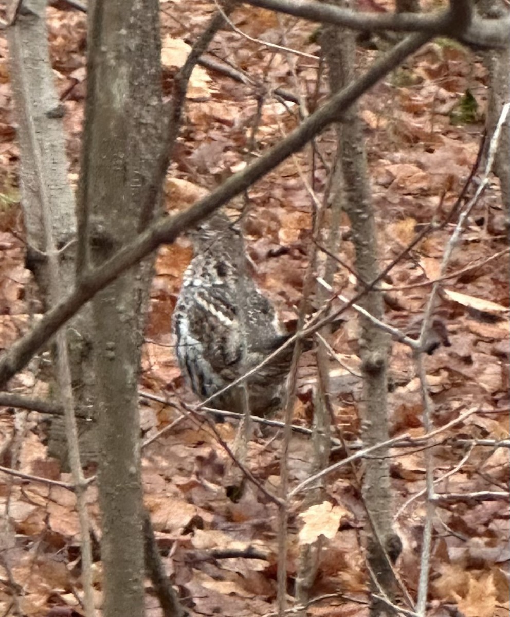 jeřábek kanadský - ML645676105