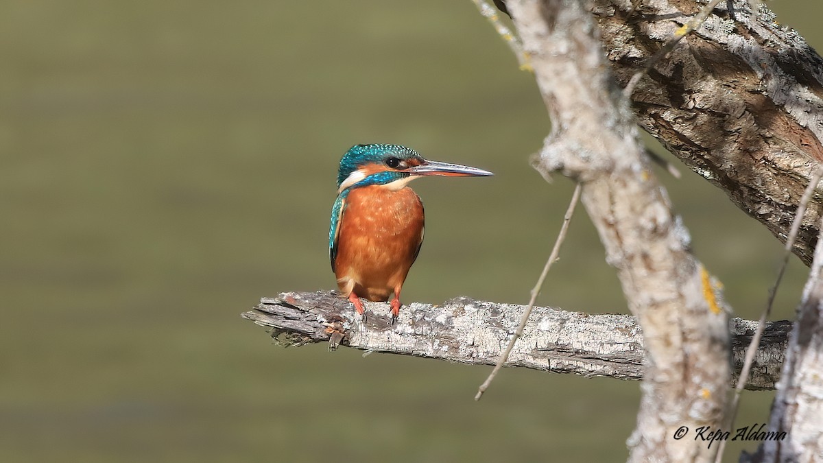 Common Kingfisher - ML645676106