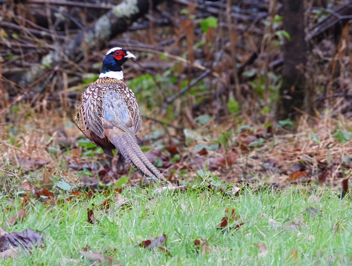 Ring-necked Pheasant - ML645676108