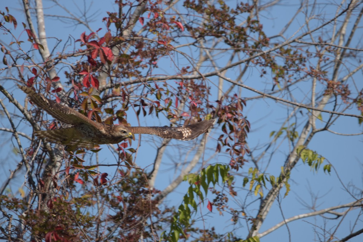 Red-shouldered Hawk - ML645676109