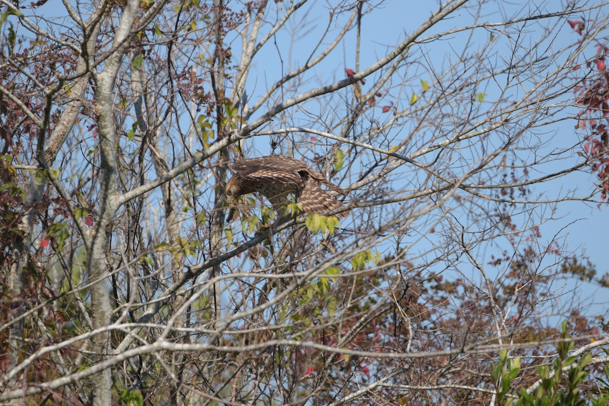 Red-shouldered Hawk - ML645676113