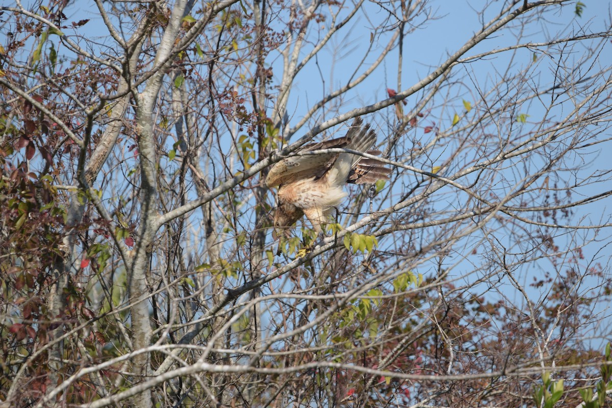 Red-shouldered Hawk - ML645676114
