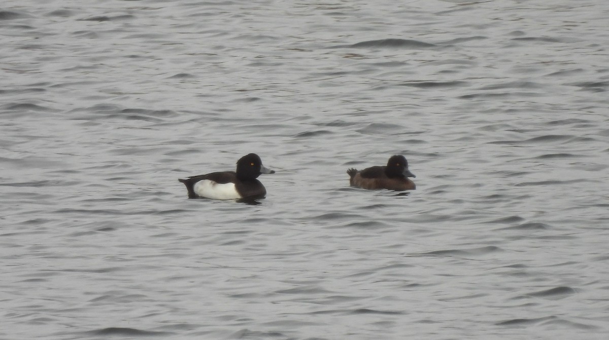 キンクロハジロ - ML645676115