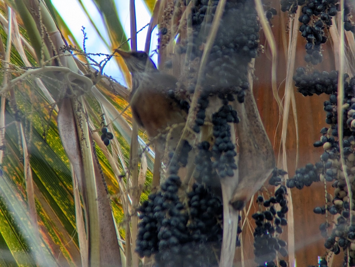 Rufous-backed Robin - ML645676121