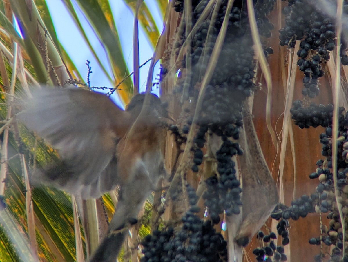 Rufous-backed Robin - ML645676122