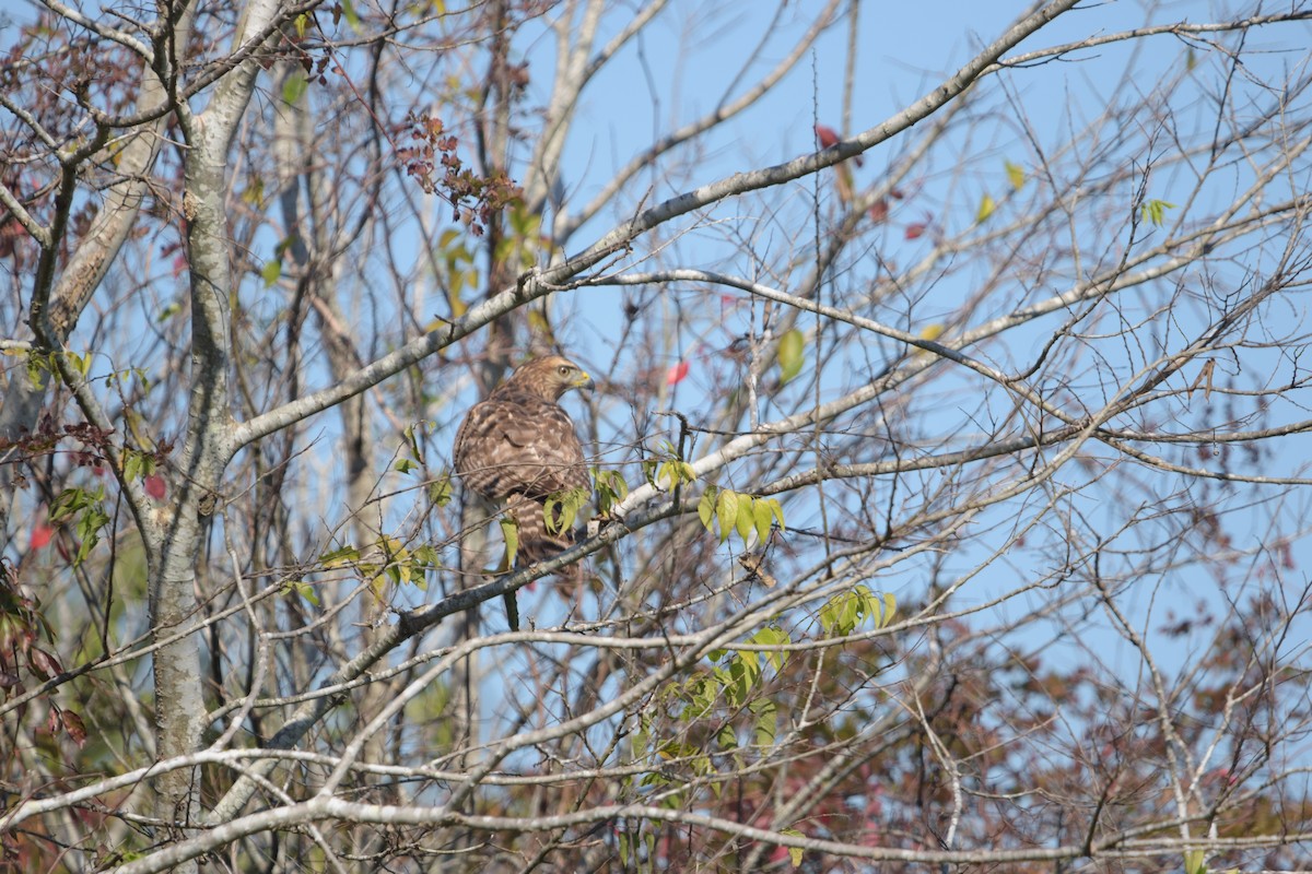 Red-shouldered Hawk - ML645676124