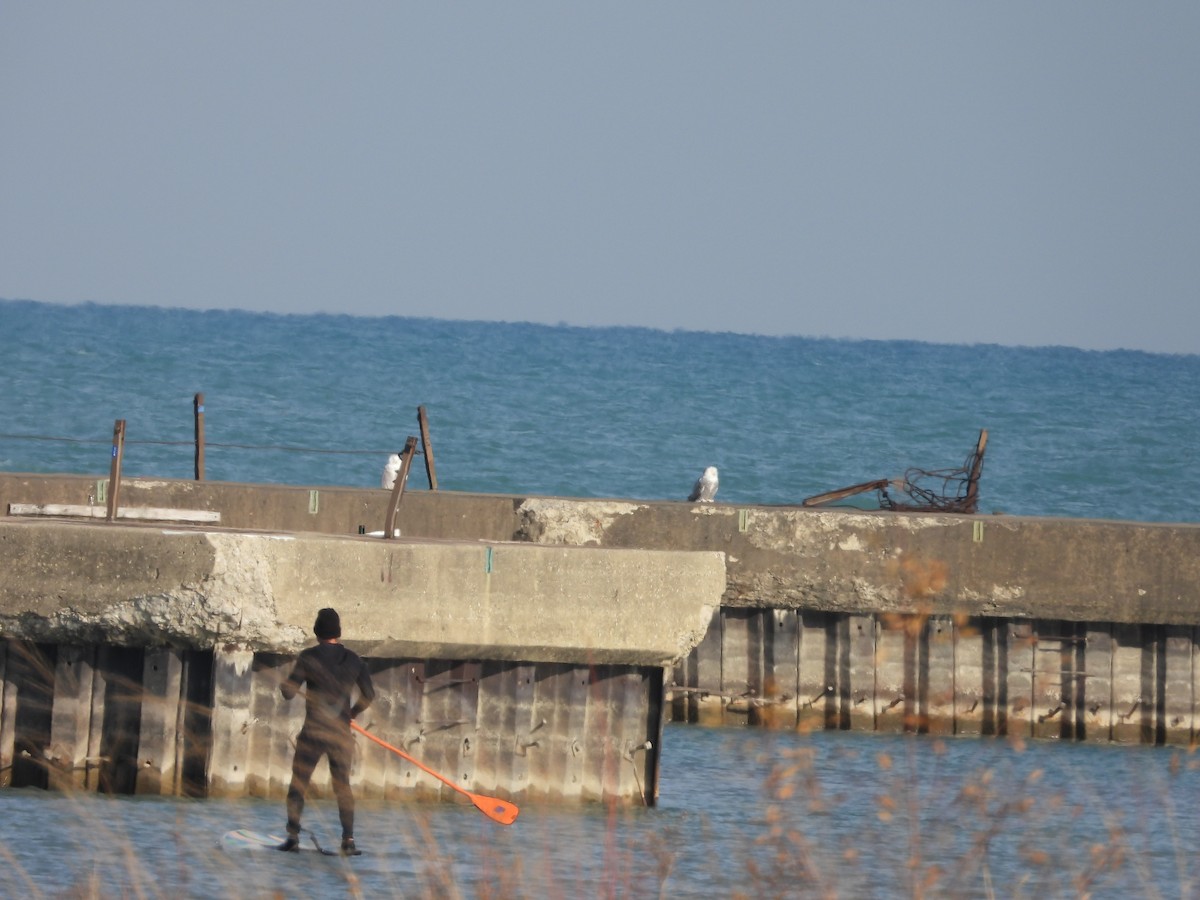 Snowy Owl - ML645676136