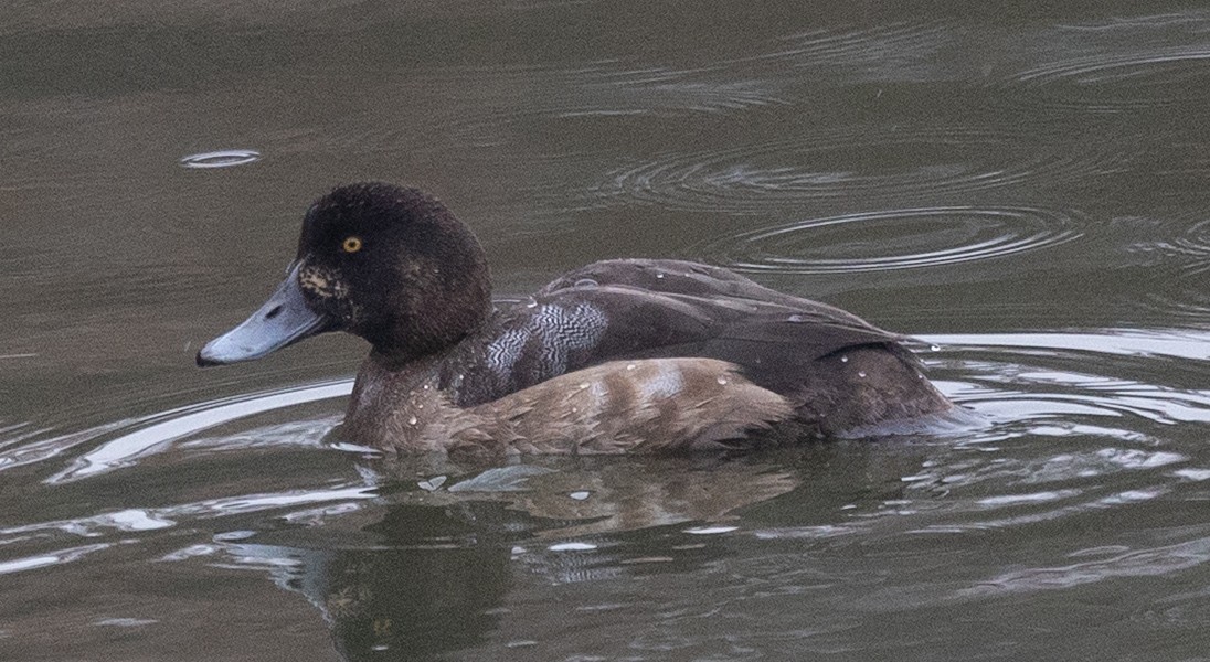 Greater Scaup - ML645676140