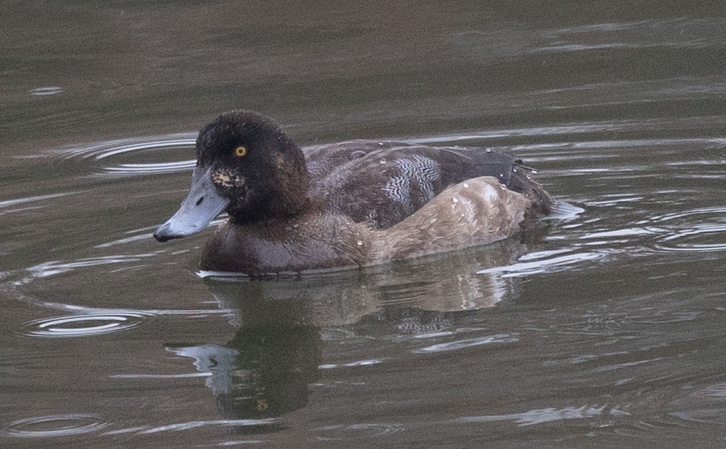 Greater Scaup - ML645676141