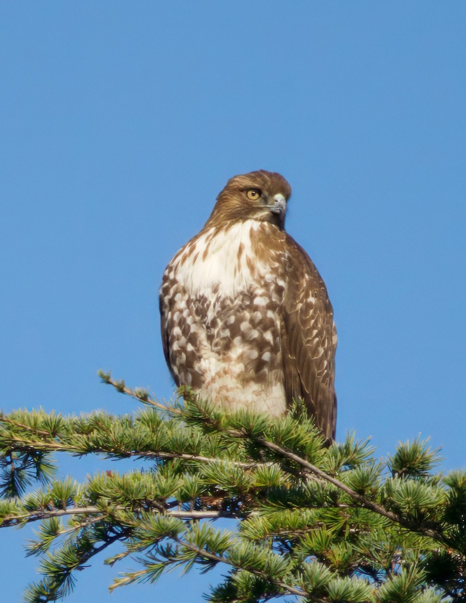 Red-tailed Hawk - ML645676142