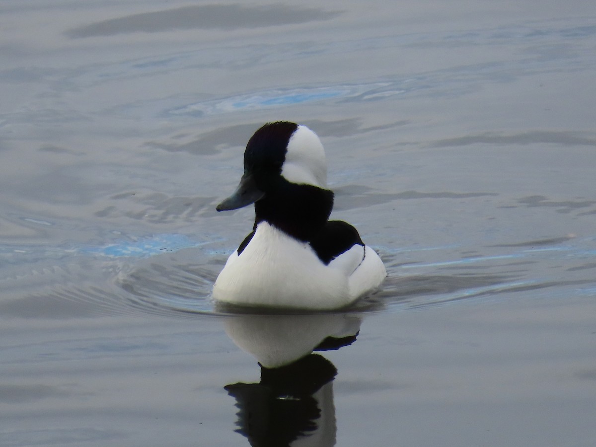 Bufflehead - ML645676143