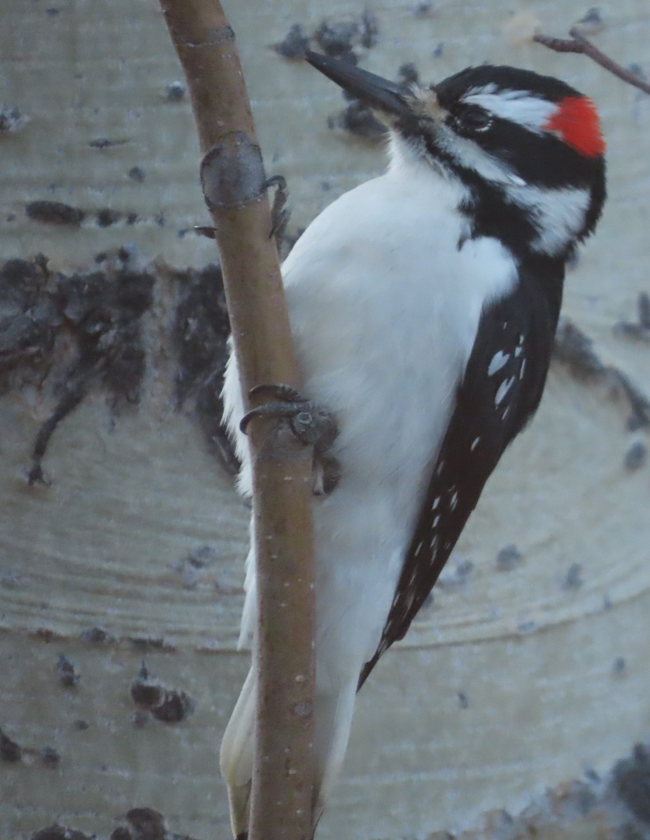 Hairy Woodpecker (Rocky Mts.) - ML645676144