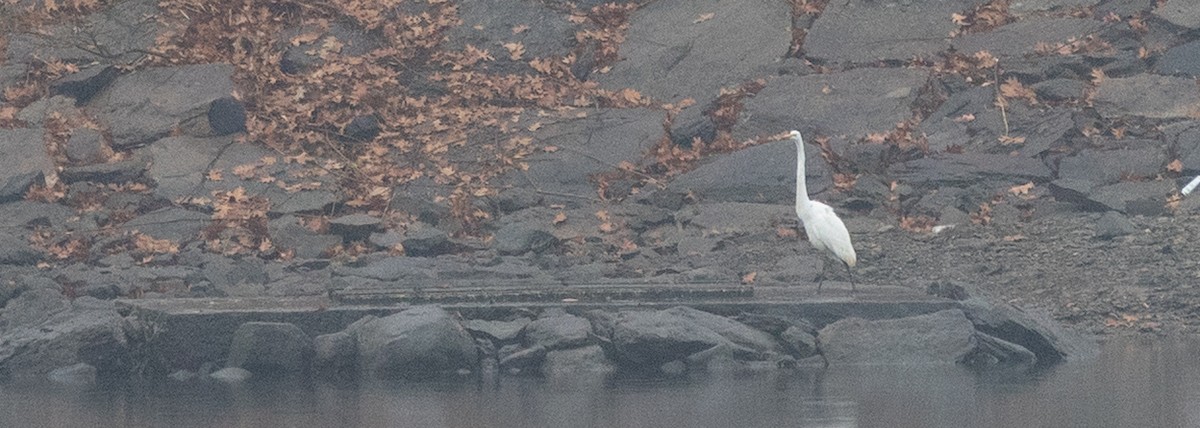 Great Egret - ML645676145