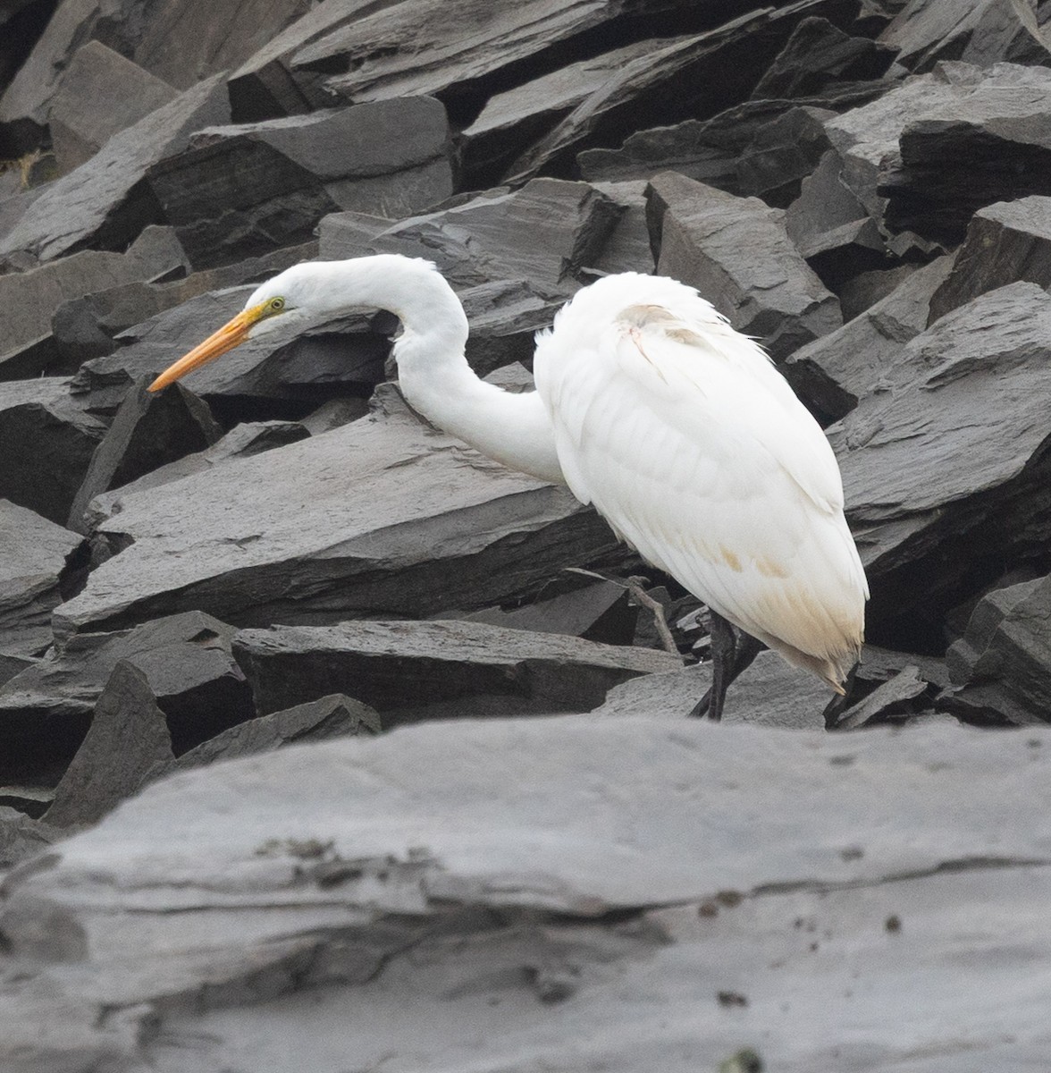 Great Egret - ML645676146