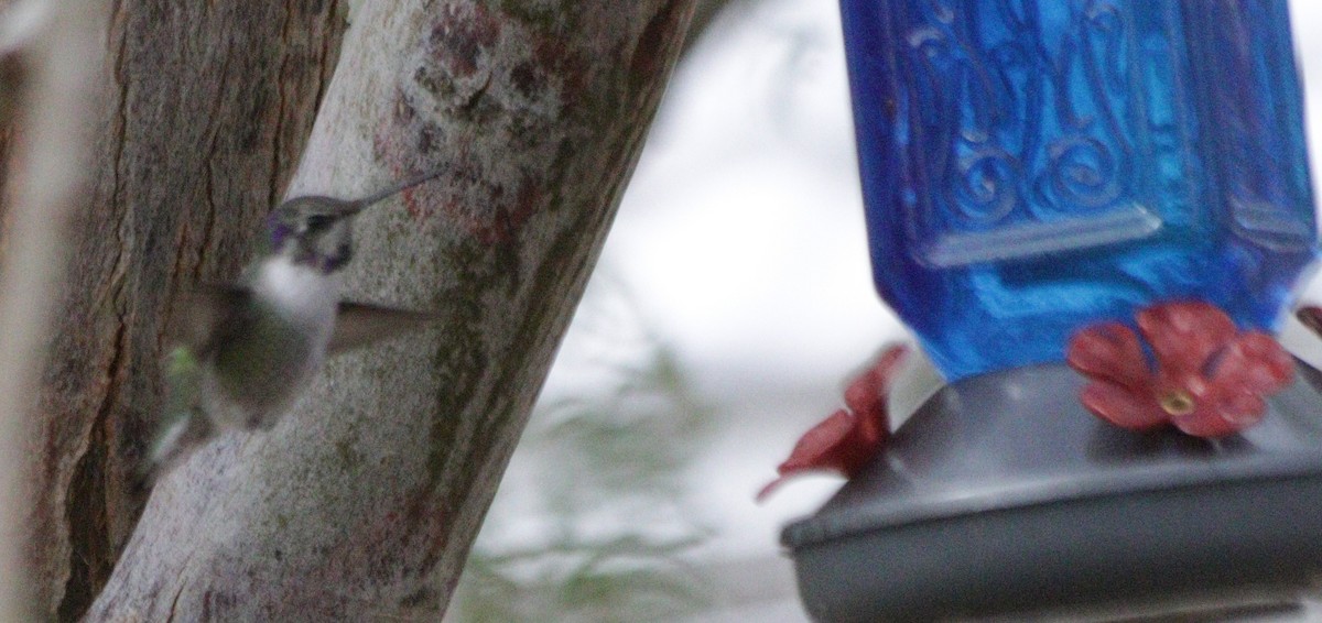 Costa's Hummingbird - ML645676148