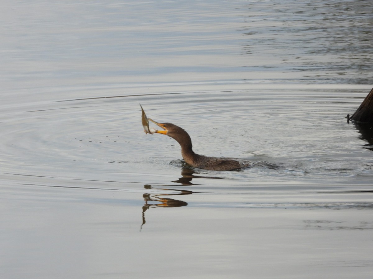 Double-crested Cormorant - ML645676149