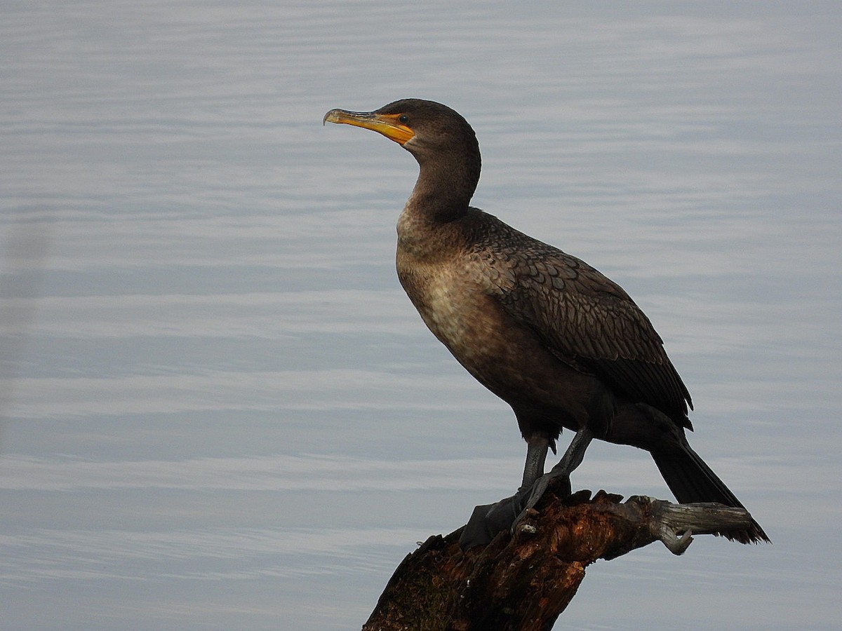 Double-crested Cormorant - ML645676150