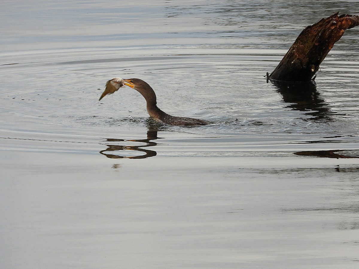 Double-crested Cormorant - ML645676151
