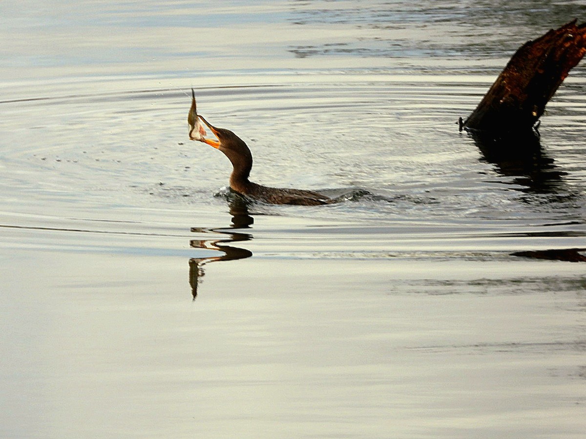 Double-crested Cormorant - ML645676152