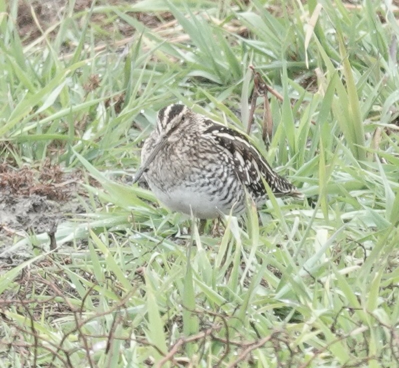 Wilson's Snipe - ML645676153