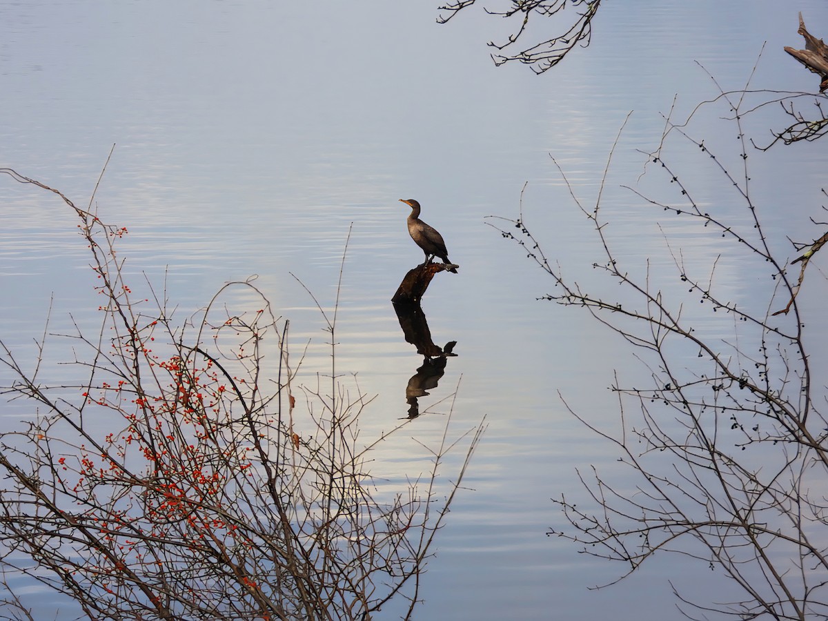 Double-crested Cormorant - ML645676154