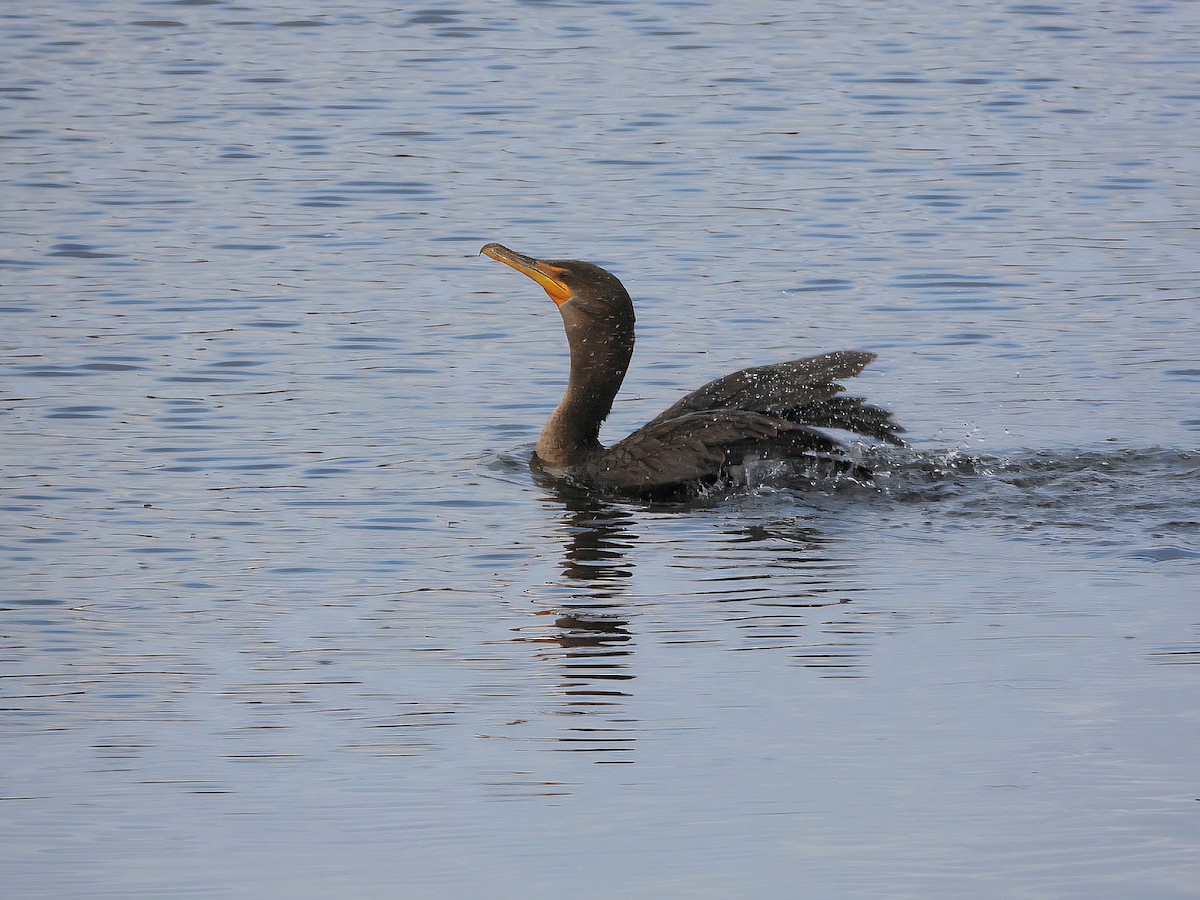 Double-crested Cormorant - ML645676155