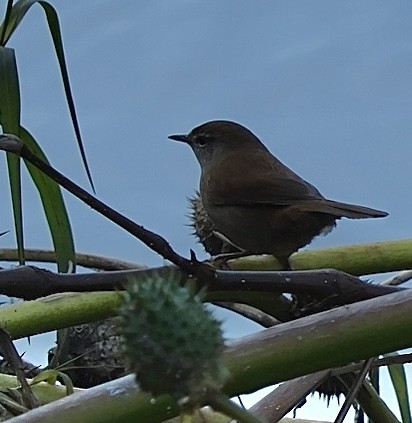 Cetti's Warbler - ML645676156