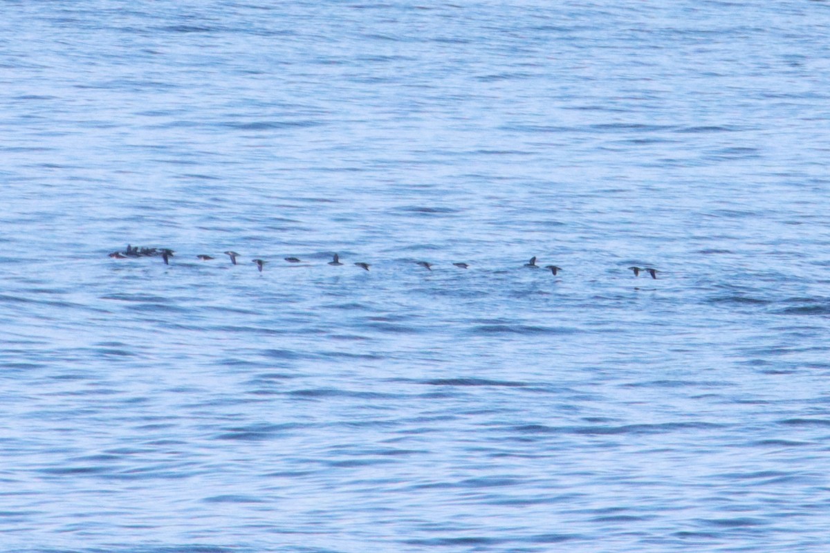 Ancient Murrelet - ML645676157