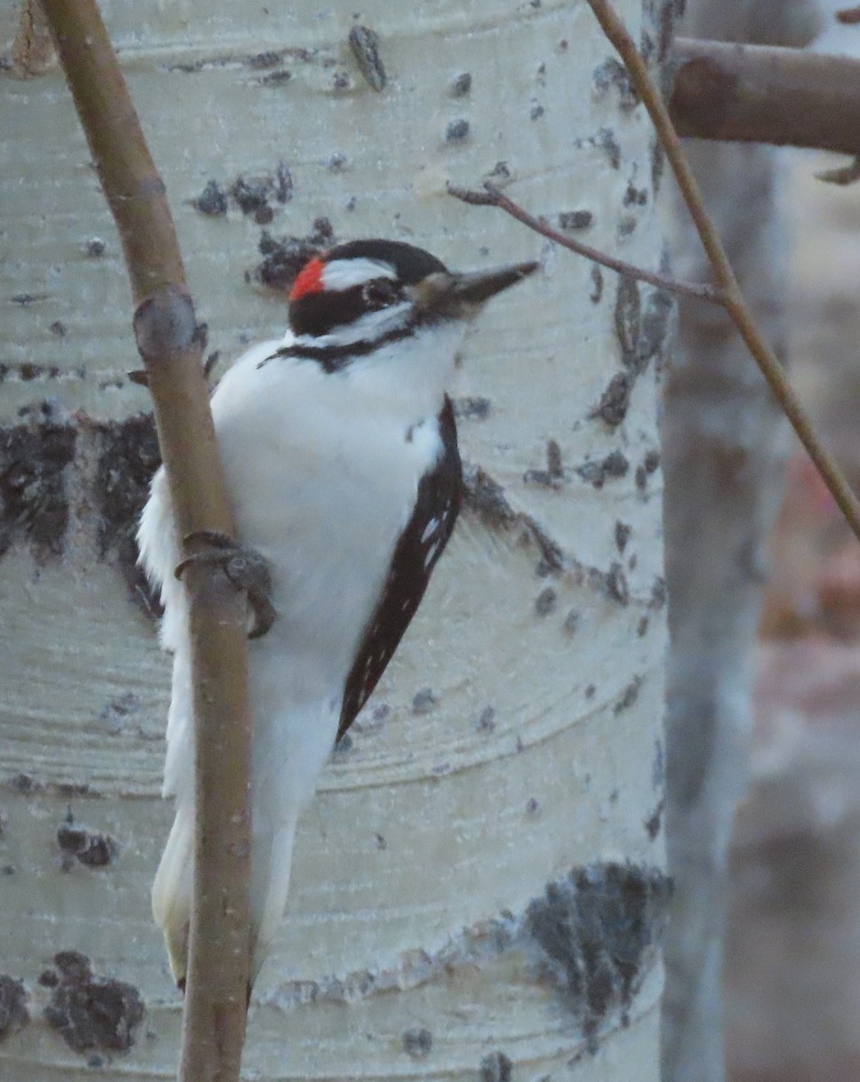 Hairy Woodpecker (Rocky Mts.) - ML645676158